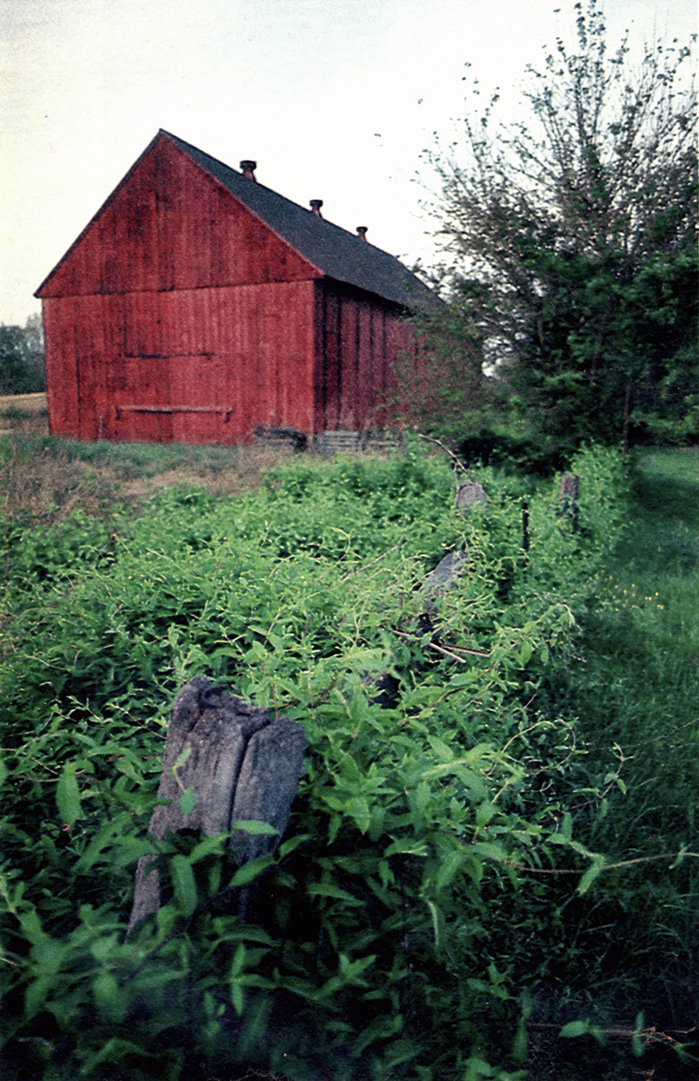 A red barn next to an overgrown fencerow - photo by Lucian Perkins