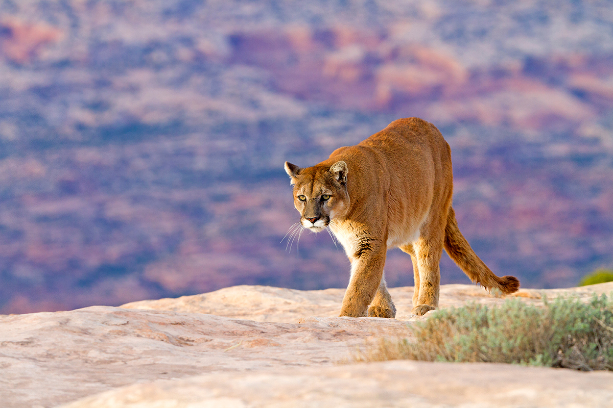 Photo of a wild mountain lion (source Shutterstock/COULANGES)