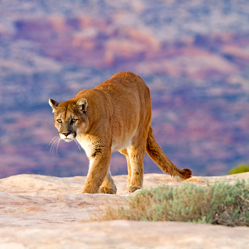 Featured: Photo of a wild mountain lion - Shutterstock