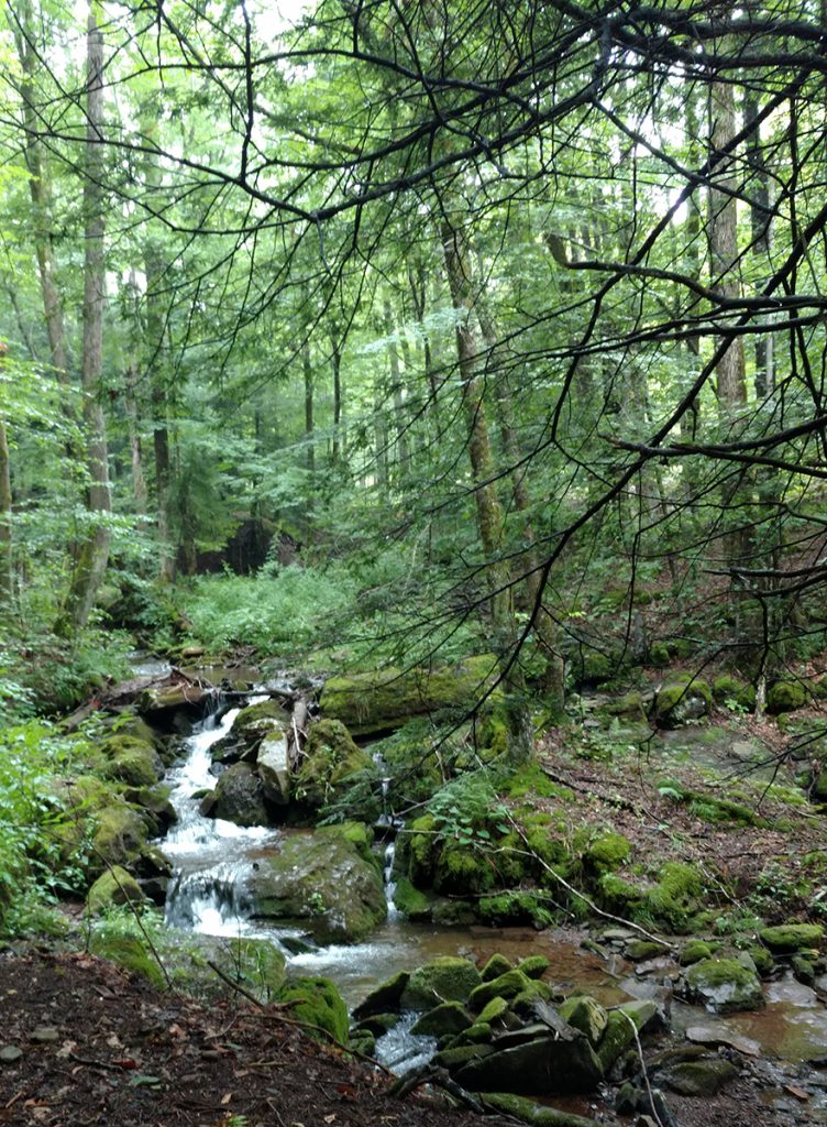 Creek in the Monongahela National Forest, WV