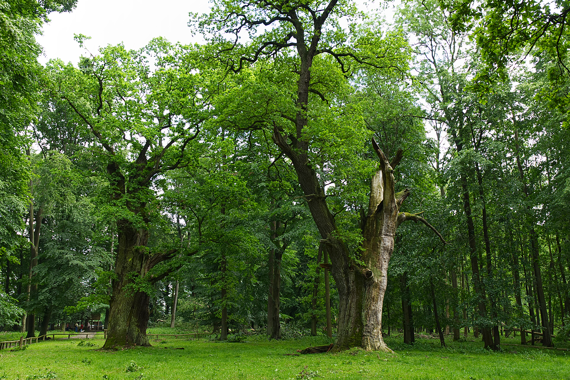 Ancient Ivanacker Oaks in Germany