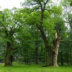 Sylvan Regards: Germany’s 1,000 Year-Old Oaks