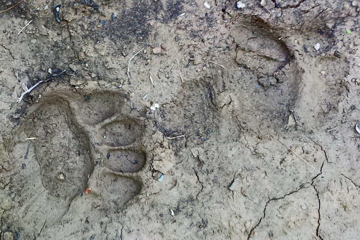 Bear Tracks - Little Dry Run, WA