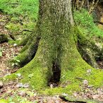 Featured: A moss mantled tree trunk in the forest