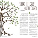 Seeing the Forest for the Carbon