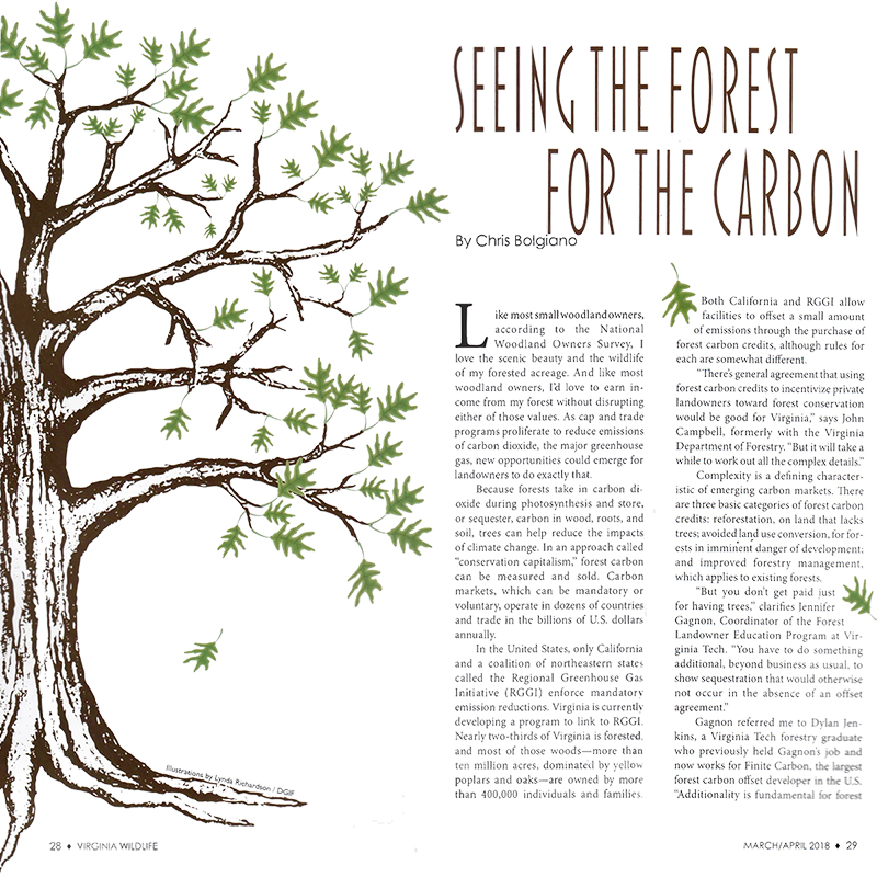 Feature: Seeing the Forest for the Carbon - Full Page
