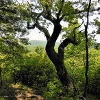 Forests of the Southern Appalachians: Repairing the Past, Defending the Future